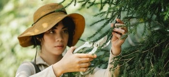 Comment demander au voisin d'élaguer ses arbres ?