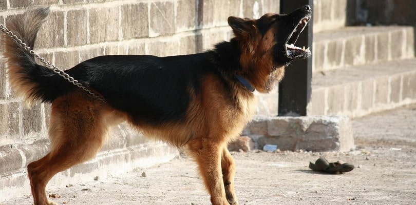 Aboiements intempestifs du chien du voisin : que faire ? Chien aboyant